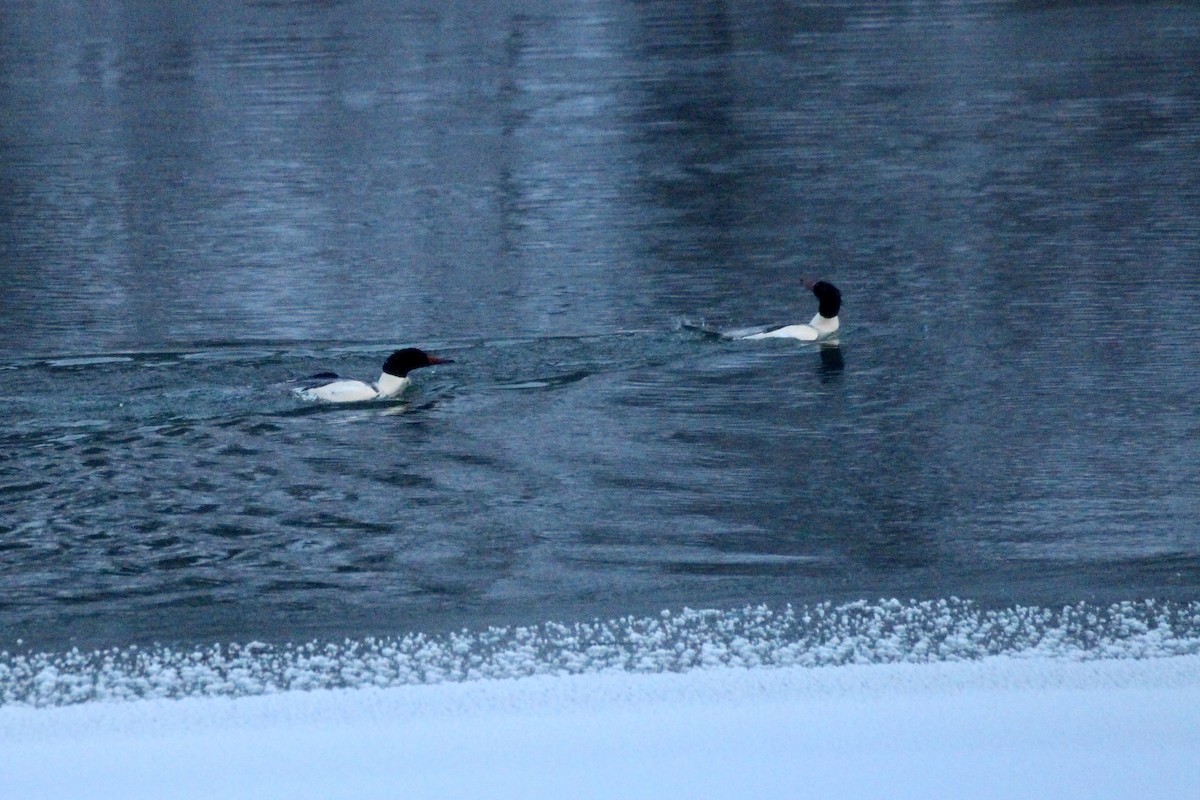 川秋沙(americanus) - ML646720912