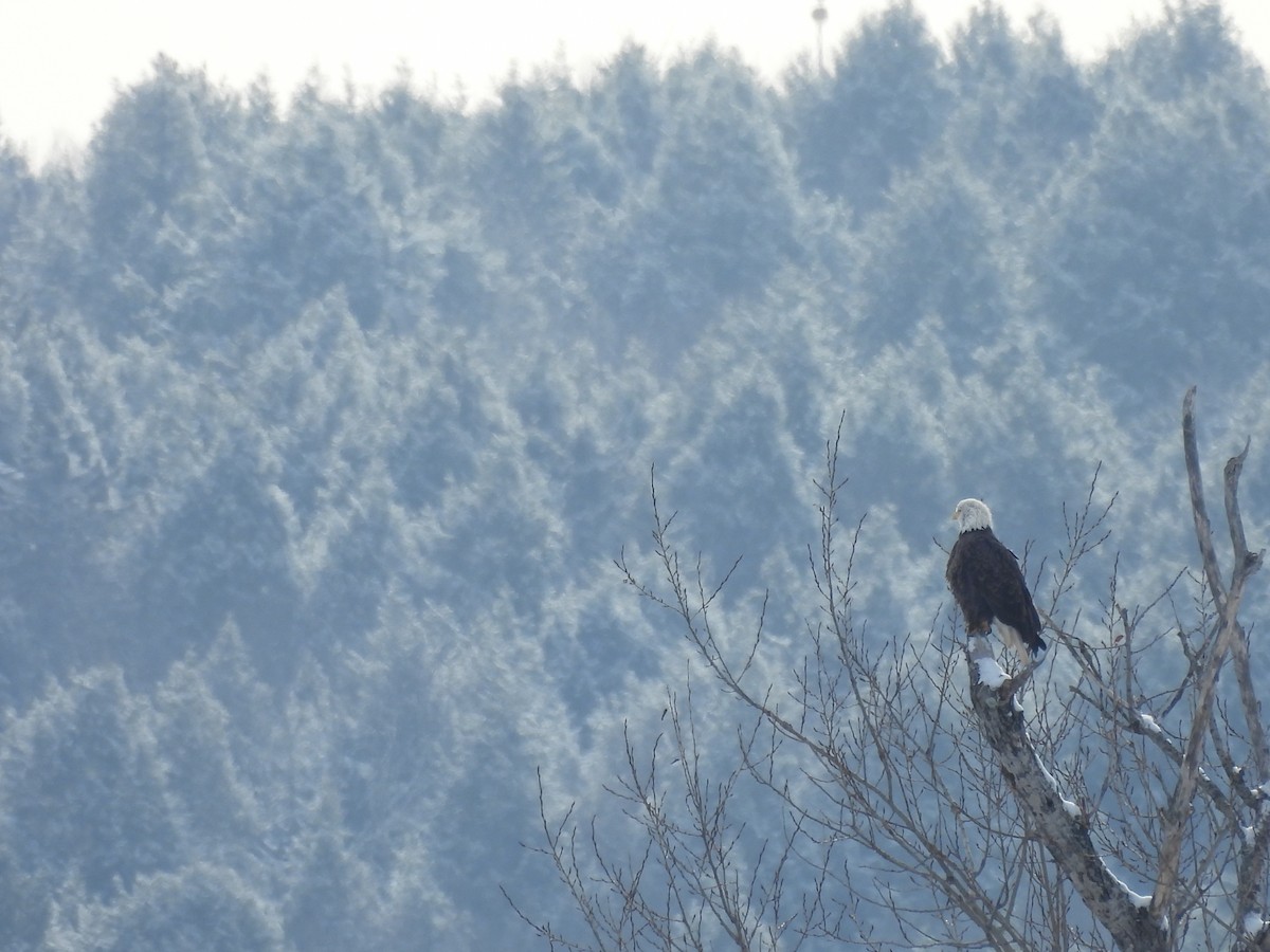 hvithodehavørn - ML646720914