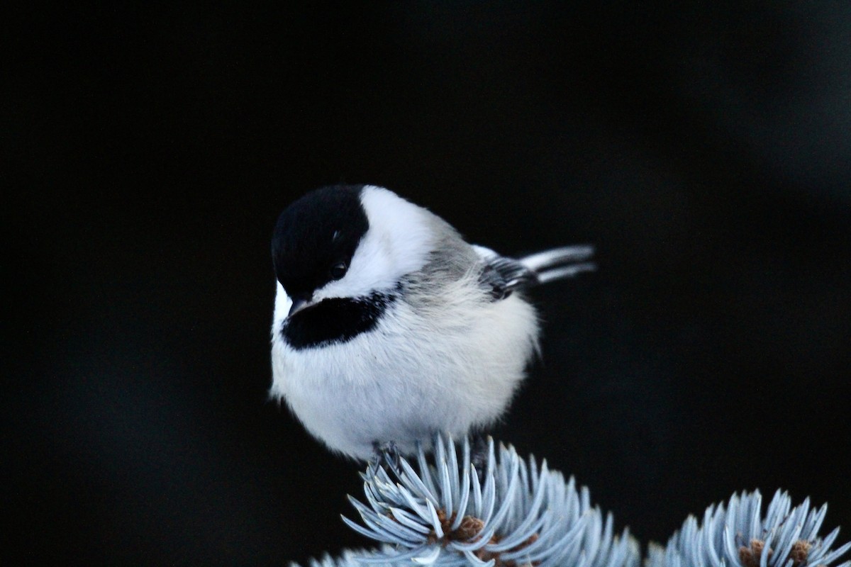 Black-capped Chickadee - ML646720917