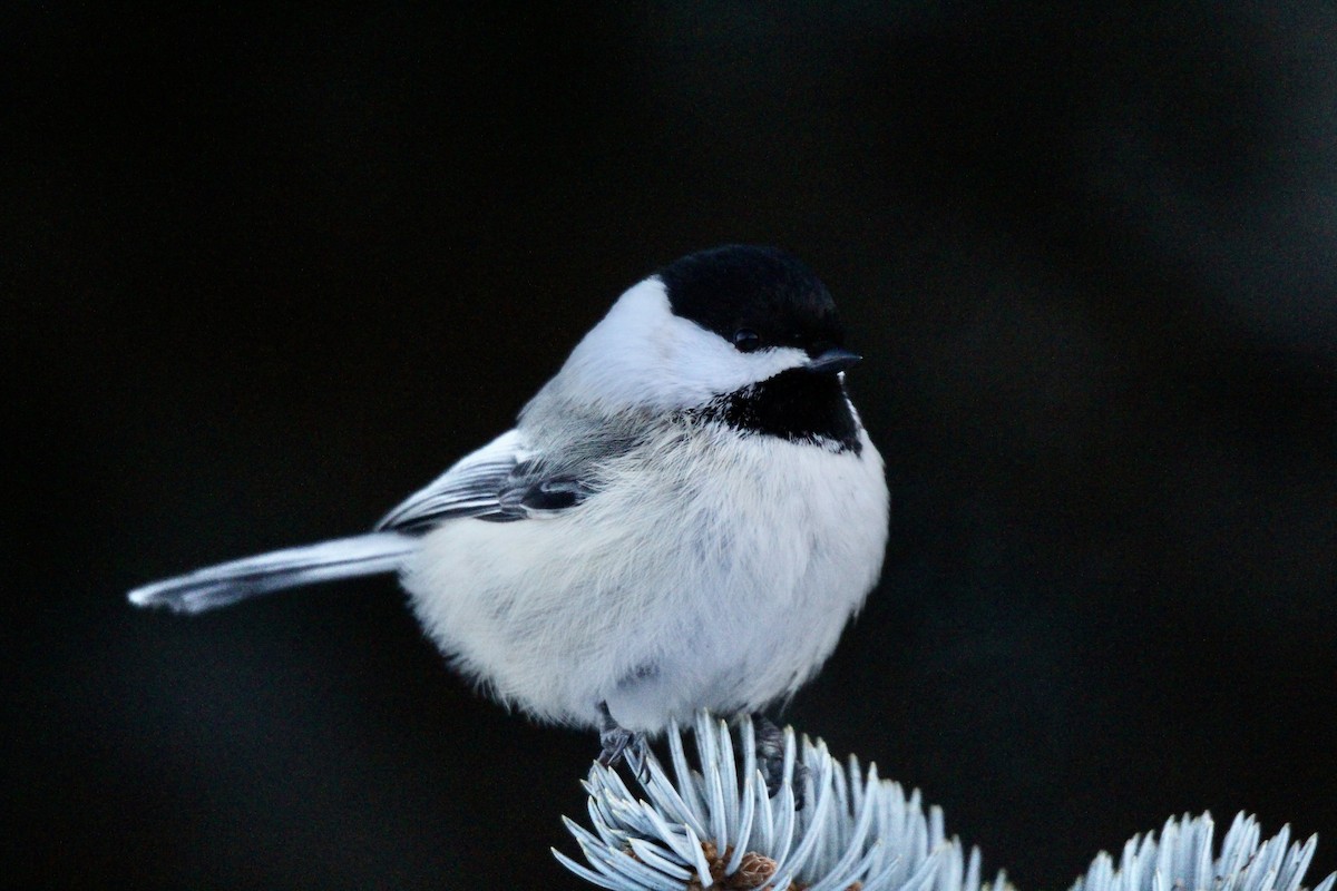 Black-capped Chickadee - ML646720918