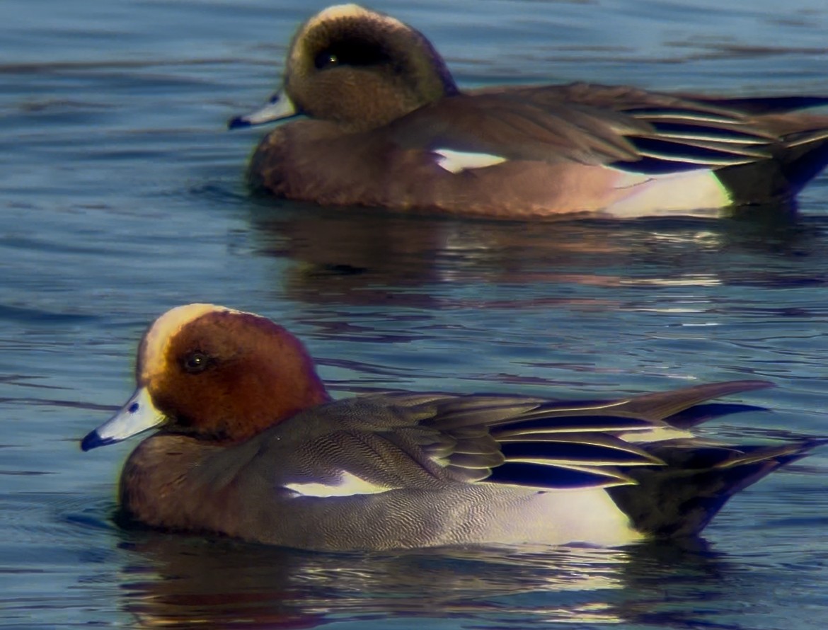 ヒドリガモ - ML646720919