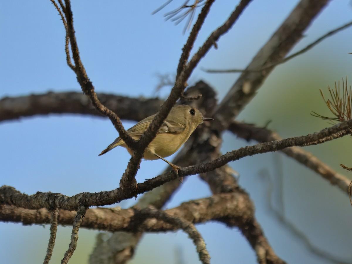 Золотомушка рубіновочуба - ML646720925