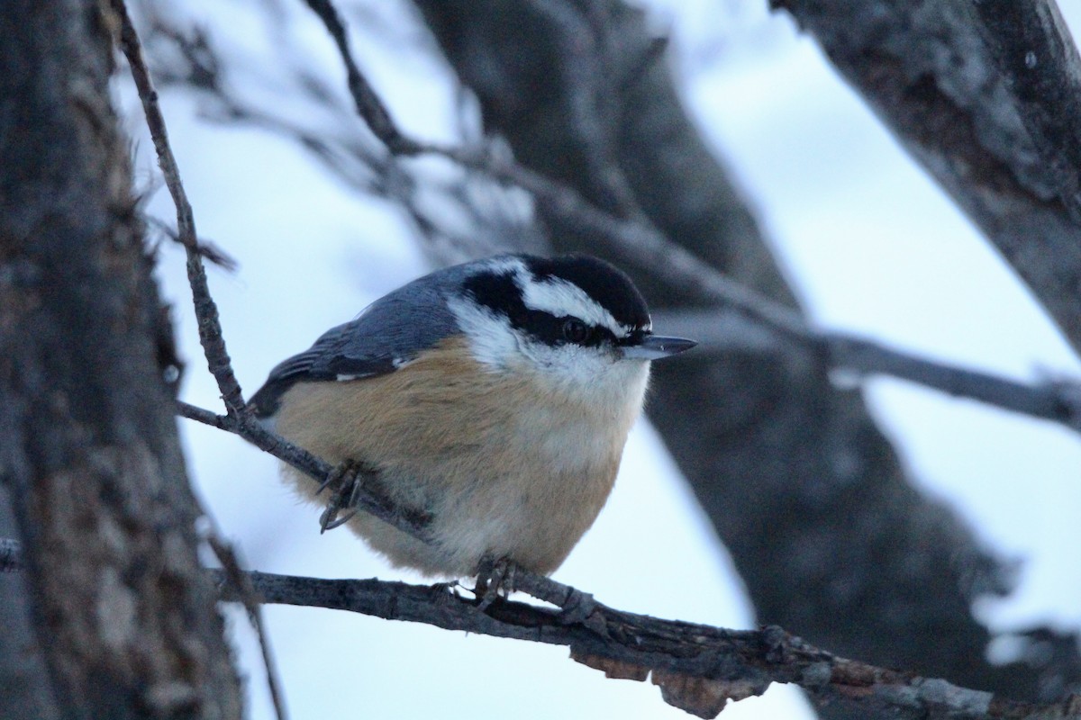 Red-breasted Nuthatch - ML646720927