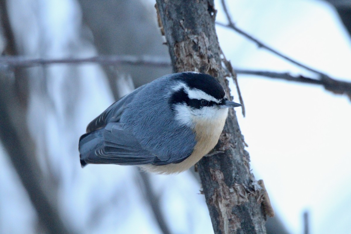 Red-breasted Nuthatch - ML646720928