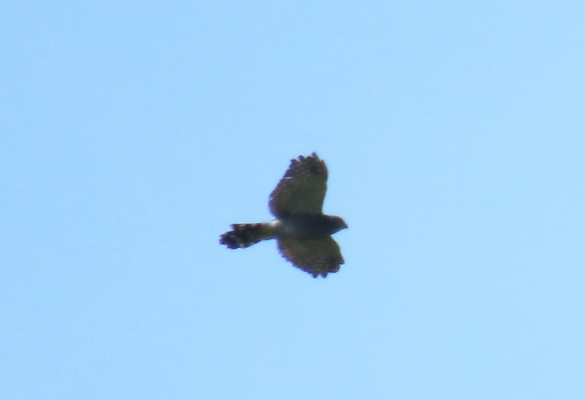 ミナミハイイロノスリ - ML646720929