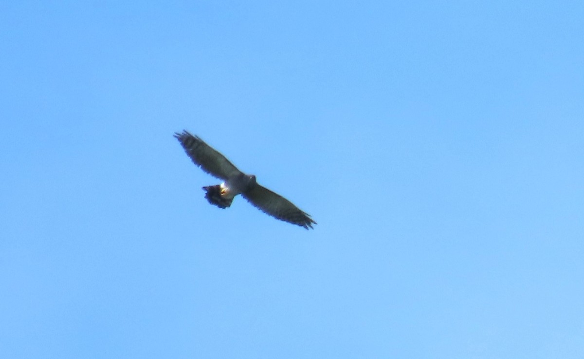 ミナミハイイロノスリ - ML646720930