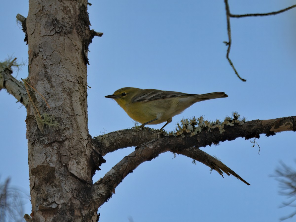 Пісняр-лісовик сосновий - ML646720932