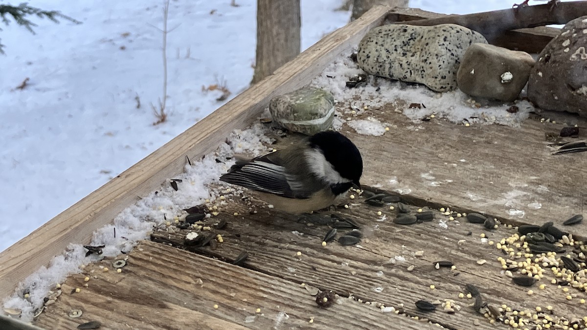 amerikameis - ML646720936