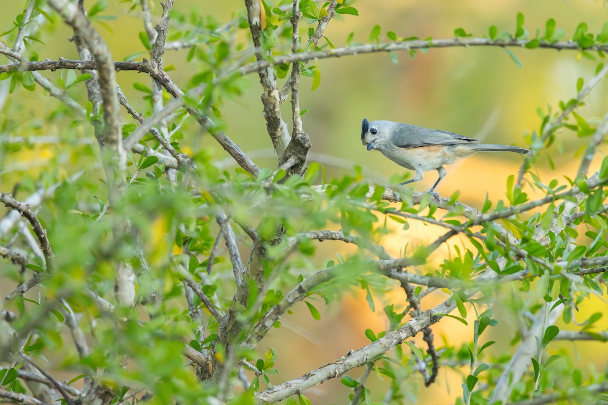 sýkora černochocholatá - ML646720945