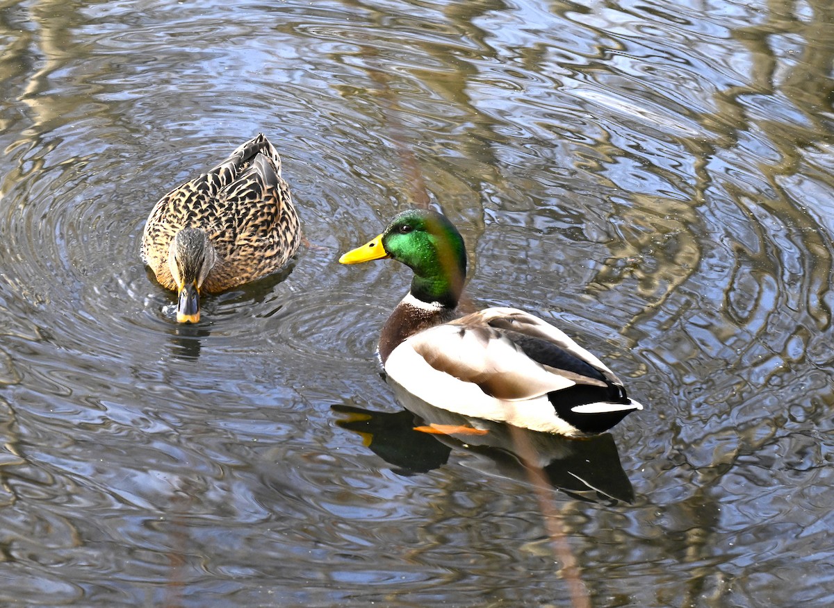 Basahatea - ML646720947