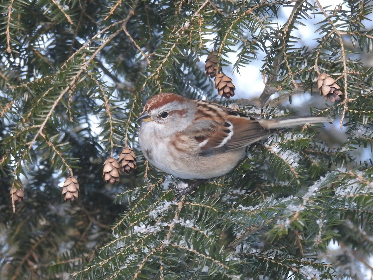 bjørkespurv - ML646720948