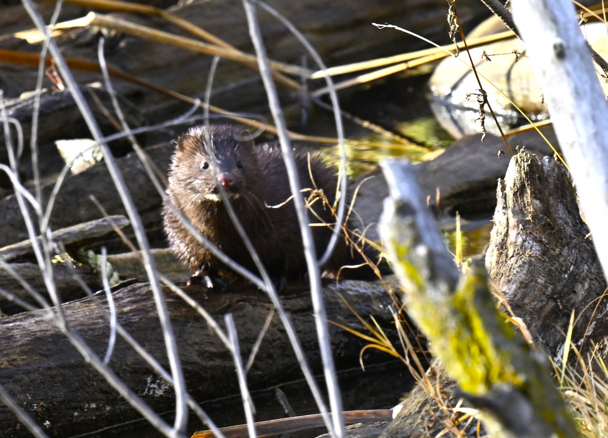 American Mink - ML646720950