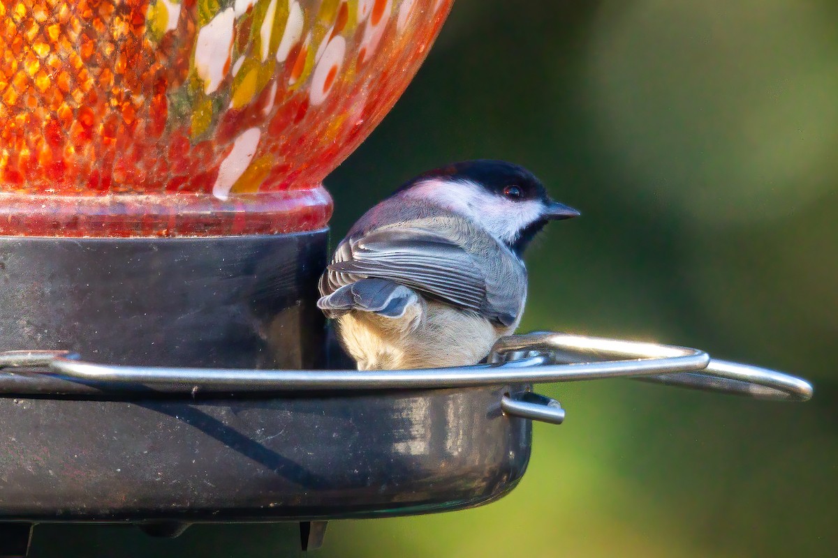 カロライナコガラ - ML646720951