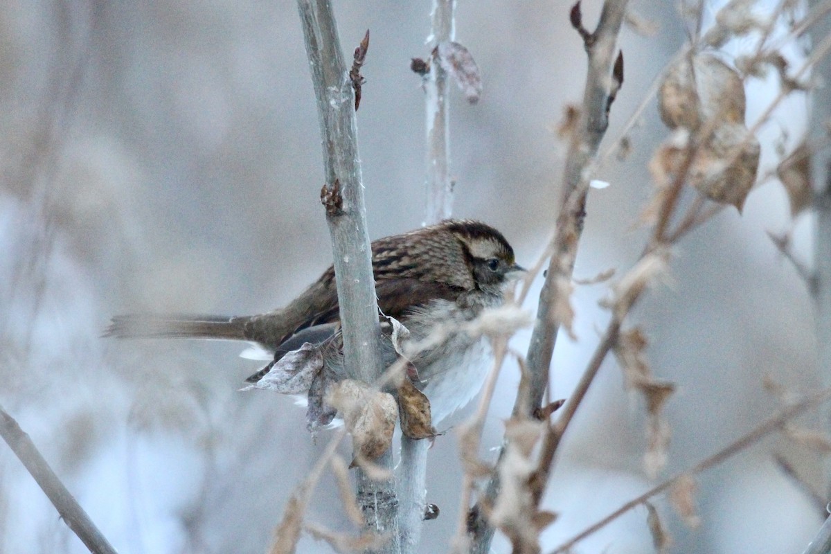 White-throated Sparrow - ML646720955