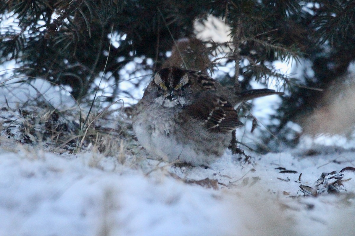 White-throated Sparrow - ML646720956