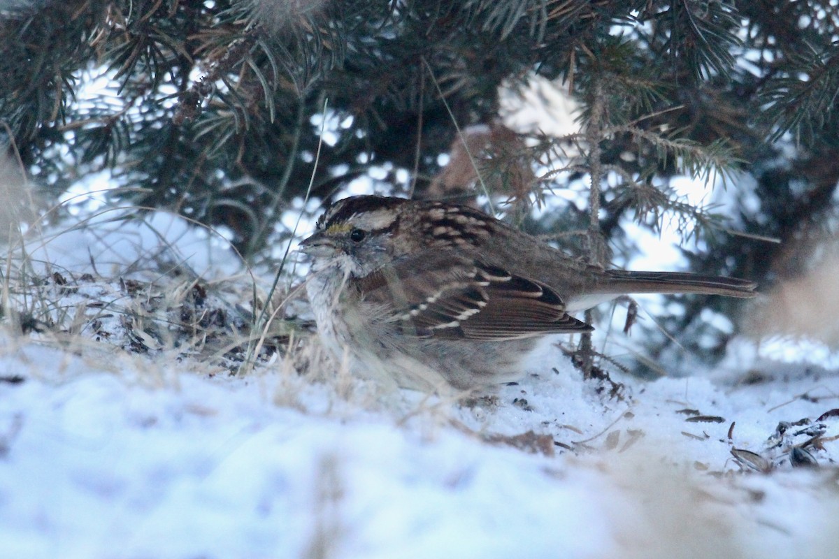 White-throated Sparrow - ML646720957