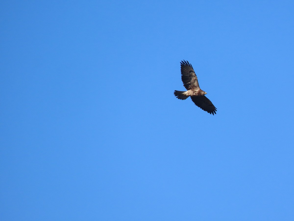 Свенсонов канюк - ML646720958