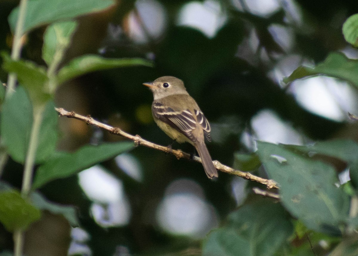 Least Flycatcher - ML646720961
