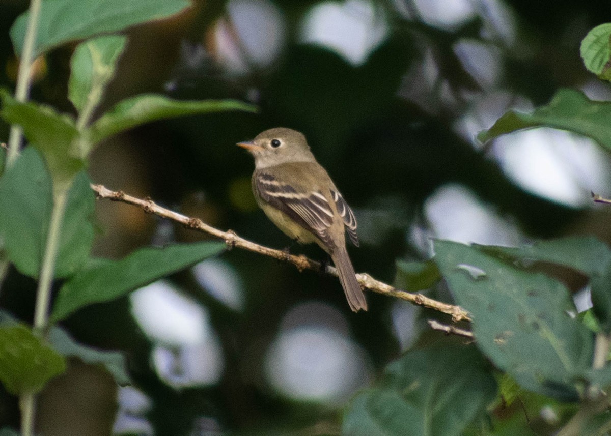 Least Flycatcher - ML646720962