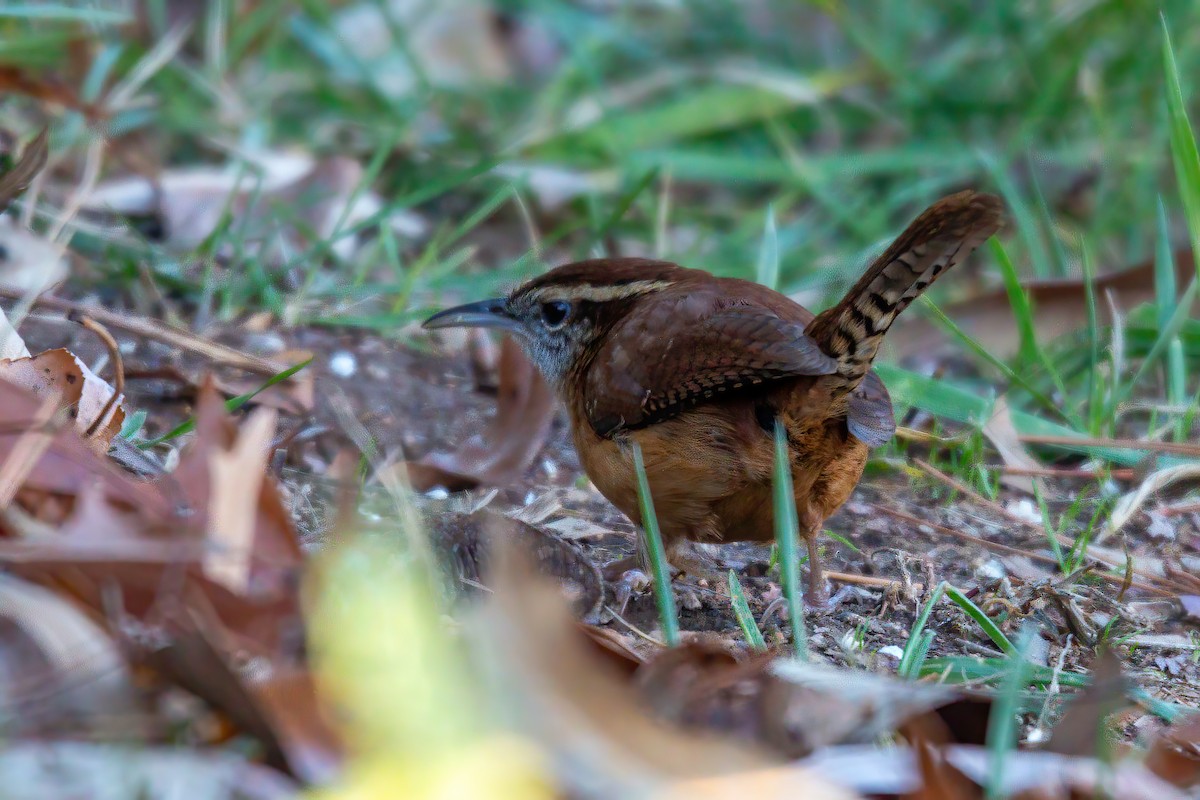 チャバラマユミソサザイ - ML646720963