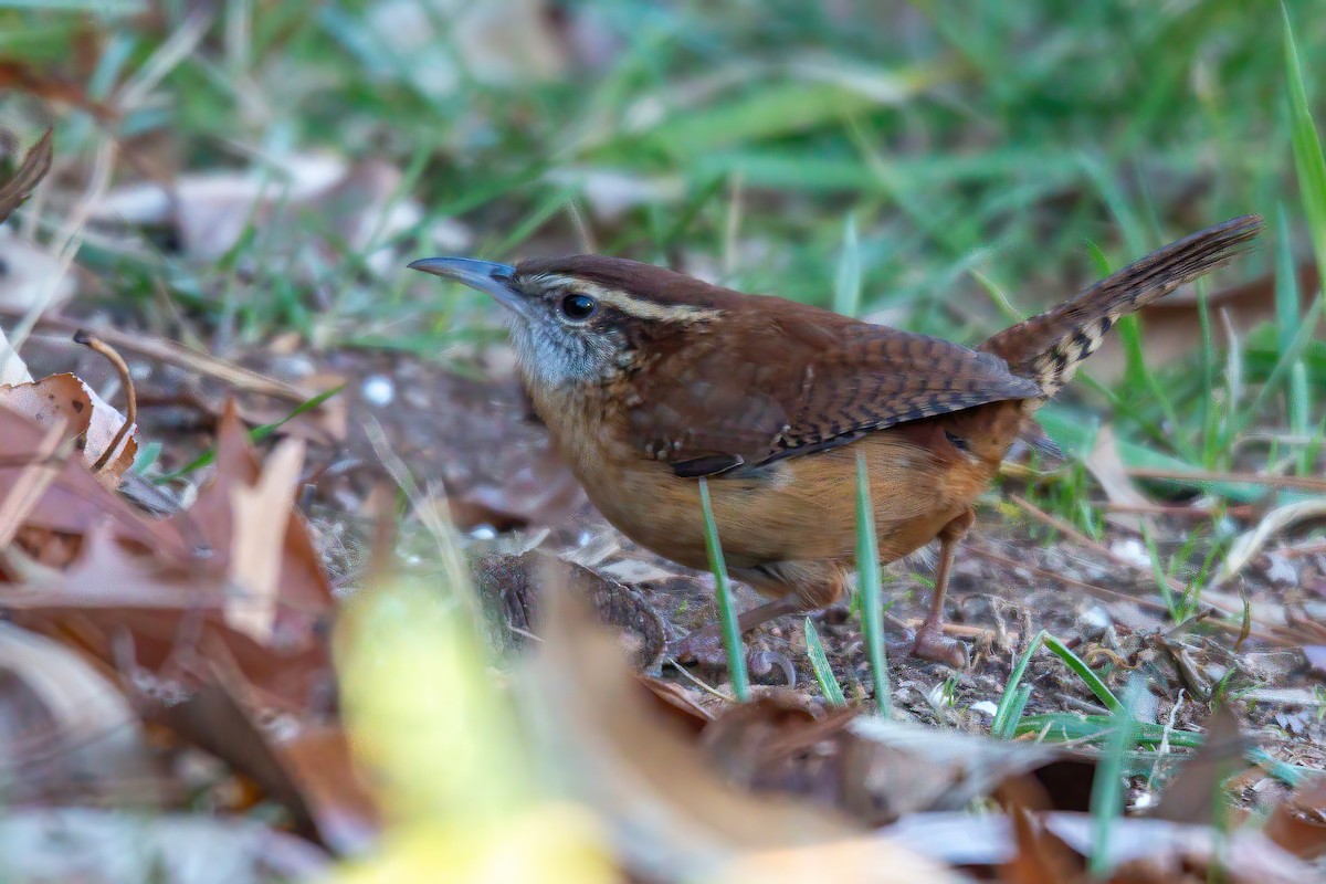 チャバラマユミソサザイ - ML646720964