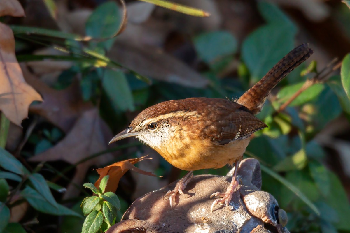 チャバラマユミソサザイ - ML646720965