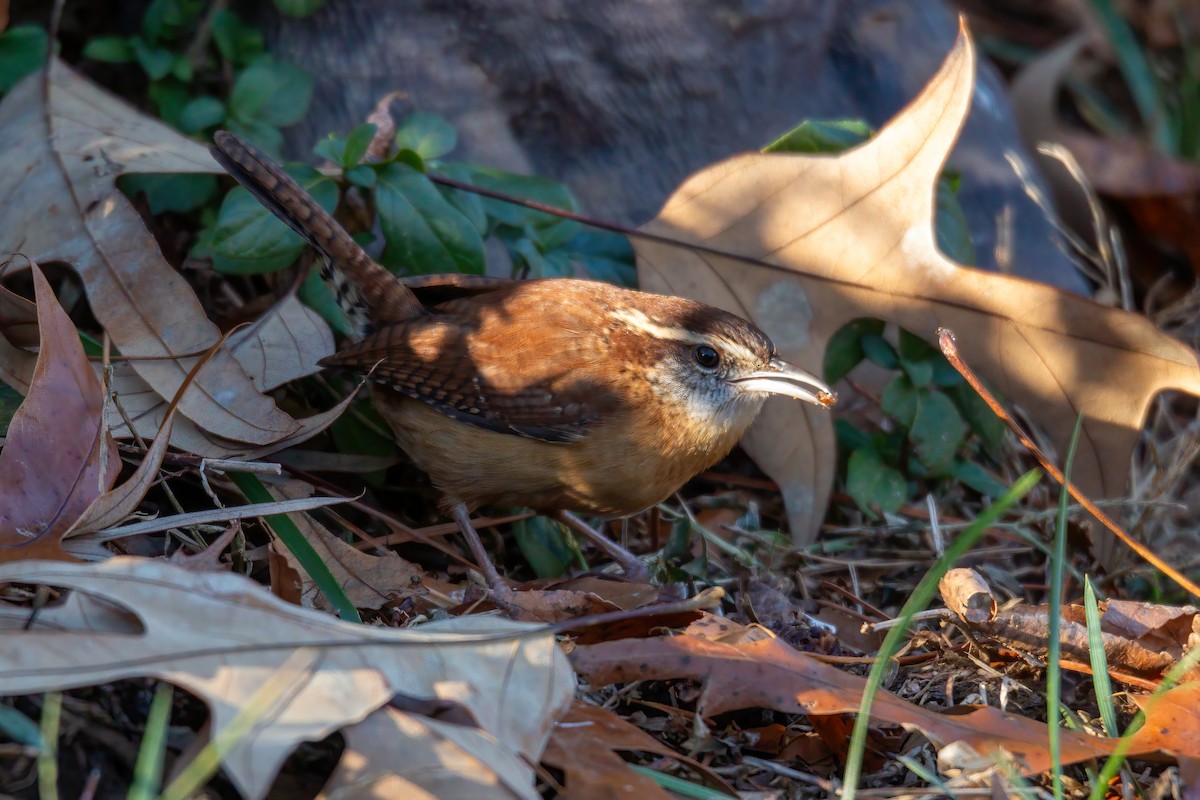 チャバラマユミソサザイ - ML646720966