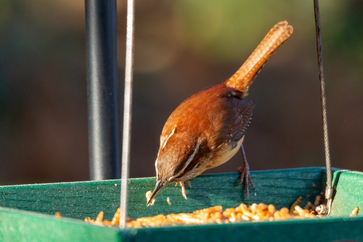 チャバラマユミソサザイ - ML646720967