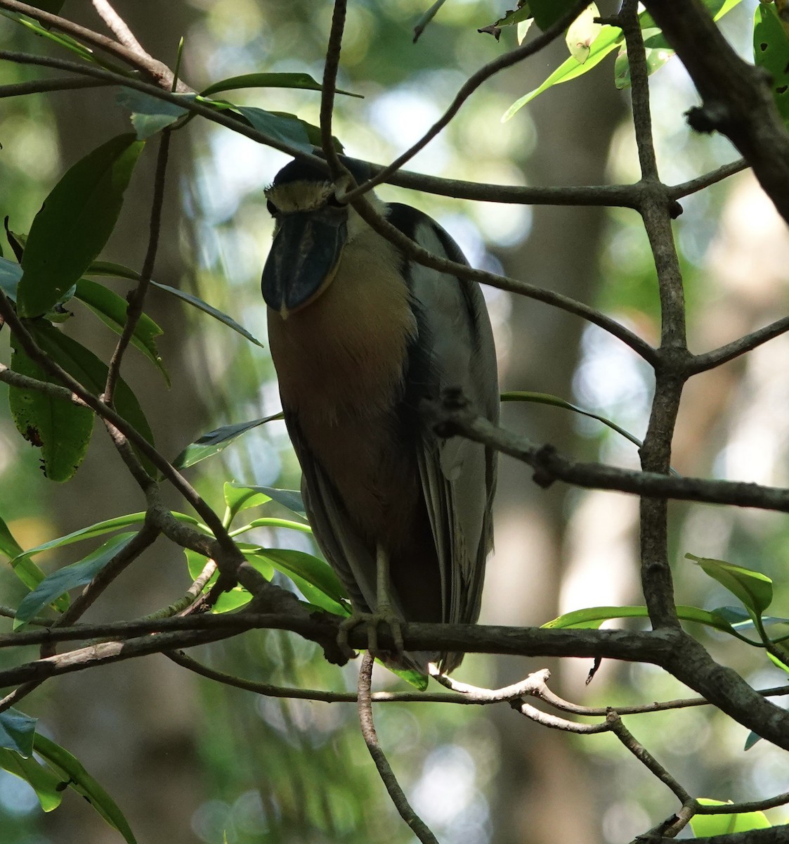 båtnebbhegre - ML646720968