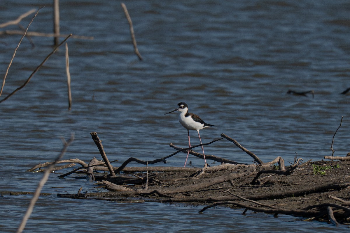 Кулик-довгоніг американський - ML646720979