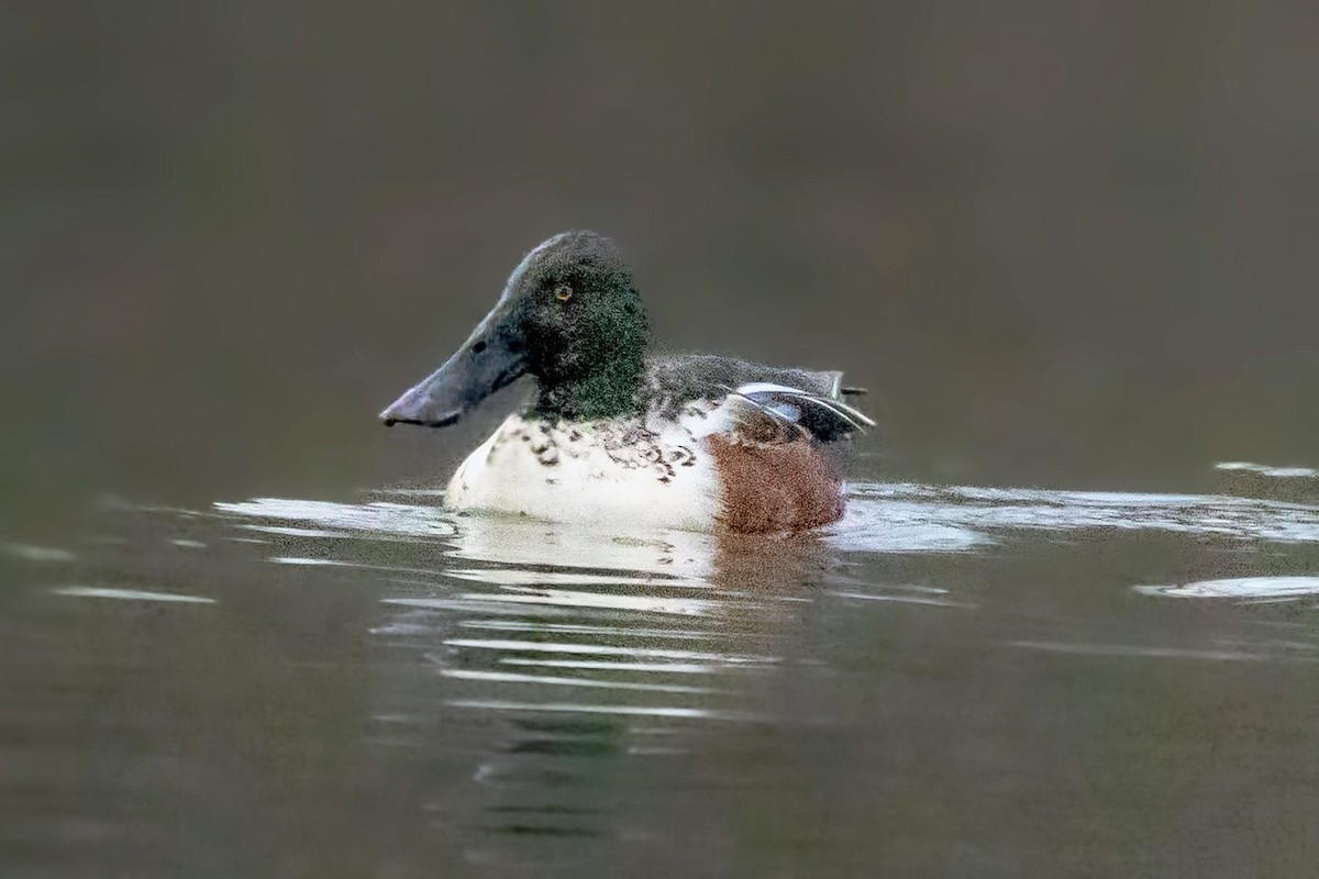 Mestolone - ML646720985