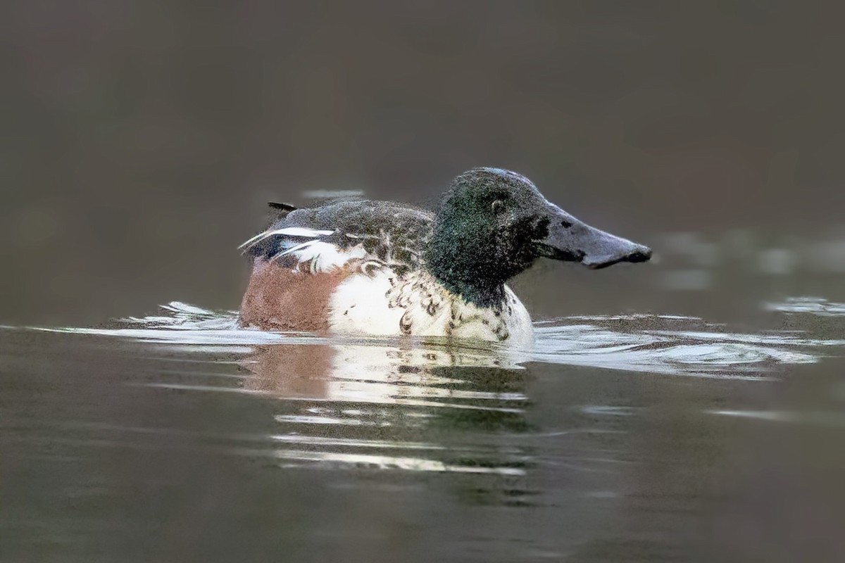 Mestolone - ML646720986