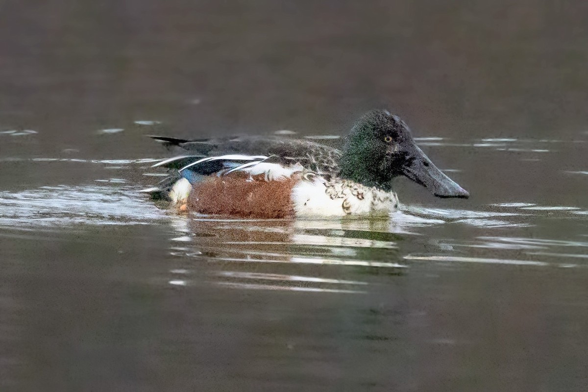 Mestolone - ML646720987