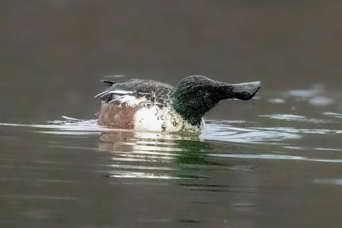 Mestolone - ML646720988