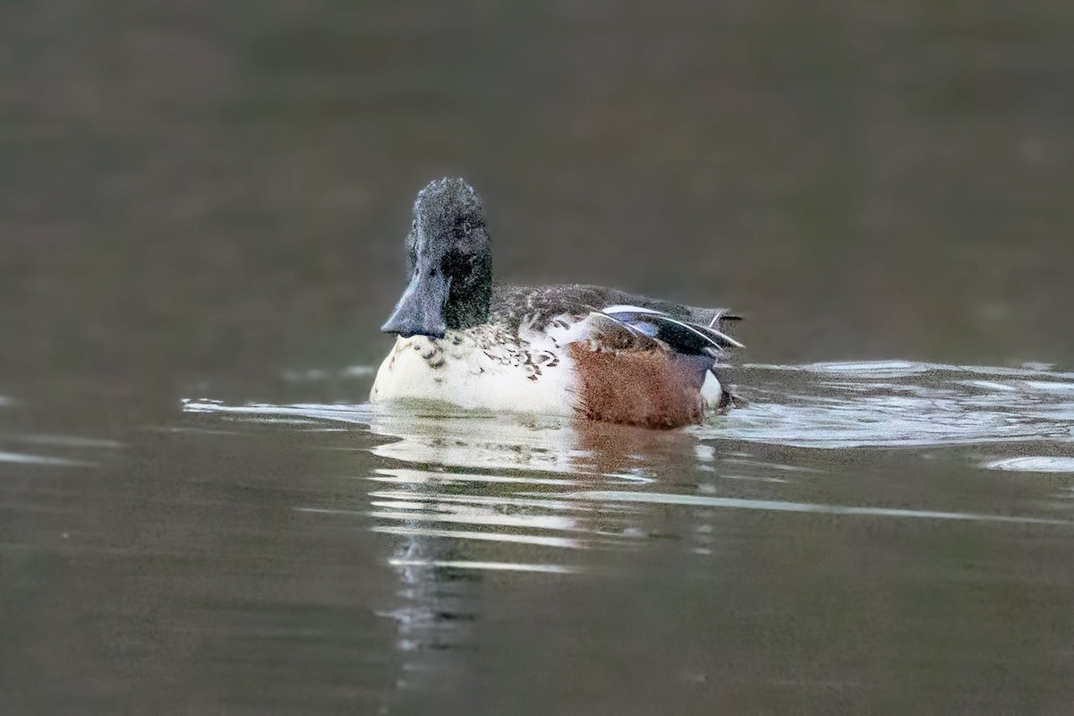 Mestolone - ML646720989