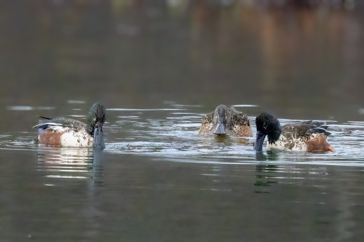 Mestolone - ML646720990