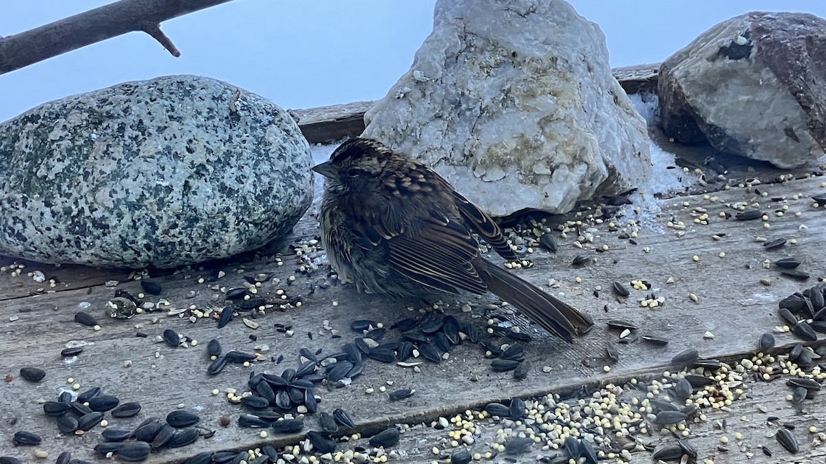 hvitstrupespurv - ML646720994