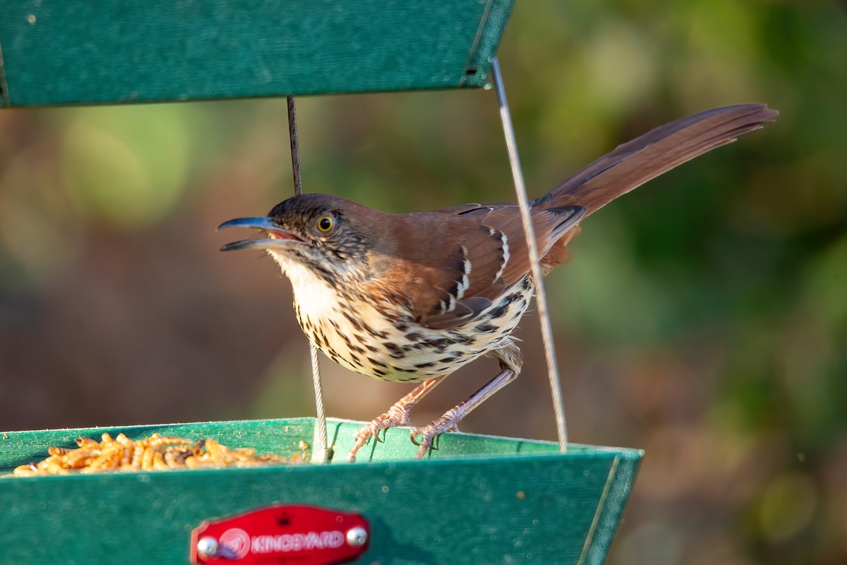 チャイロツグミモドキ - ML646720996