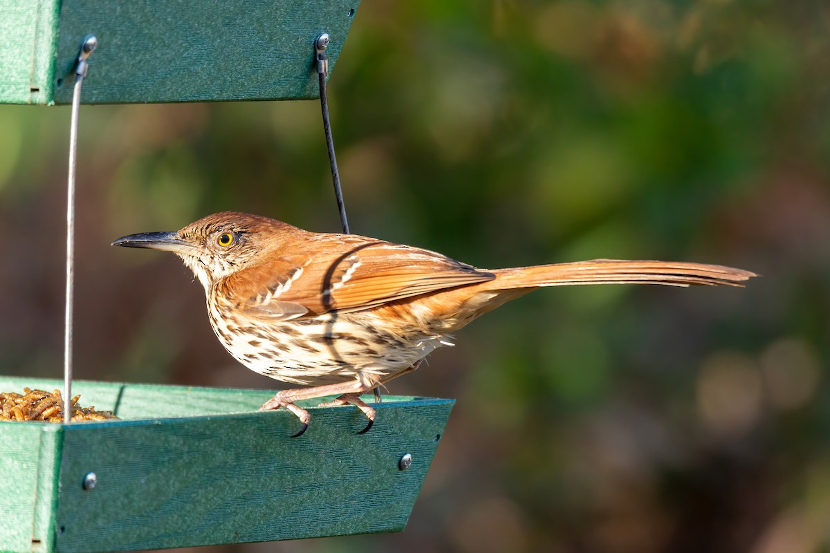 チャイロツグミモドキ - ML646720997