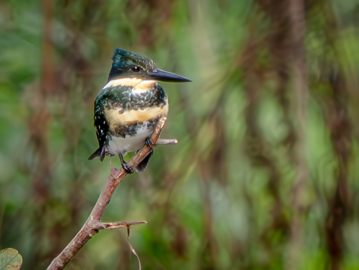Martin-pêcheur vert - ML646721002