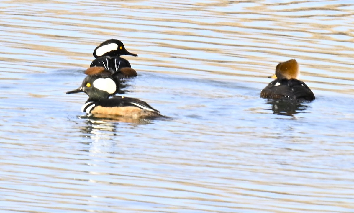 Zerra buruhandia - ML646721006