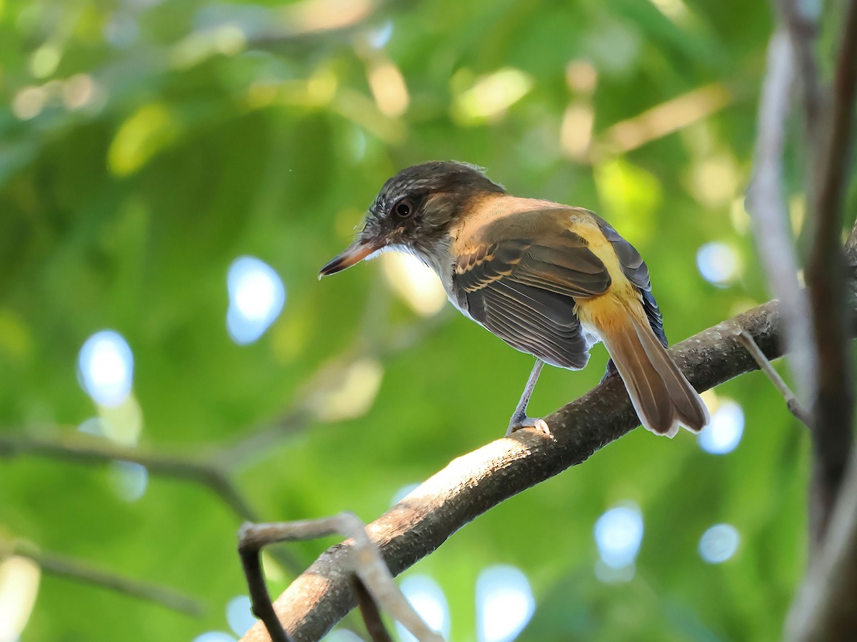 Bright-rumped Attila - ML646721007