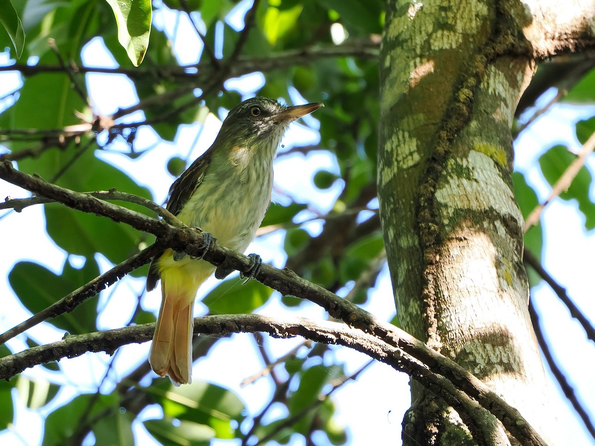 Bright-rumped Attila - ML646721008