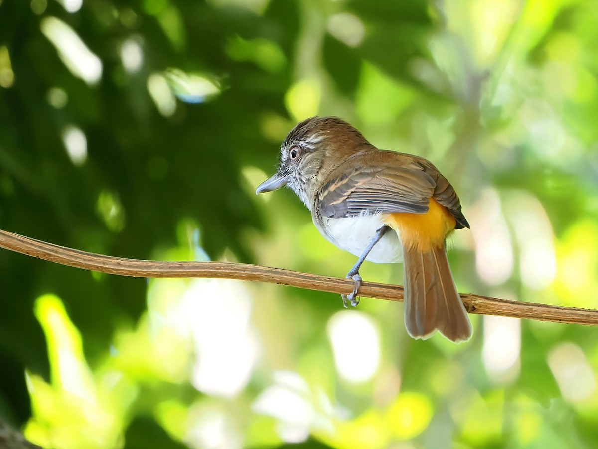 Bright-rumped Attila - ML646721009