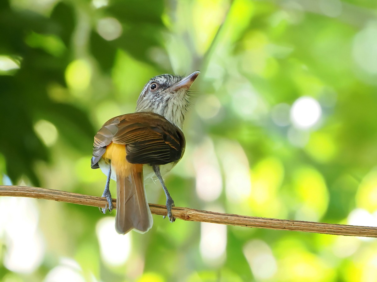 Bright-rumped Attila - ML646721010