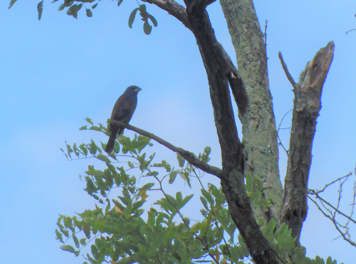 ルリイカル - ML646721012