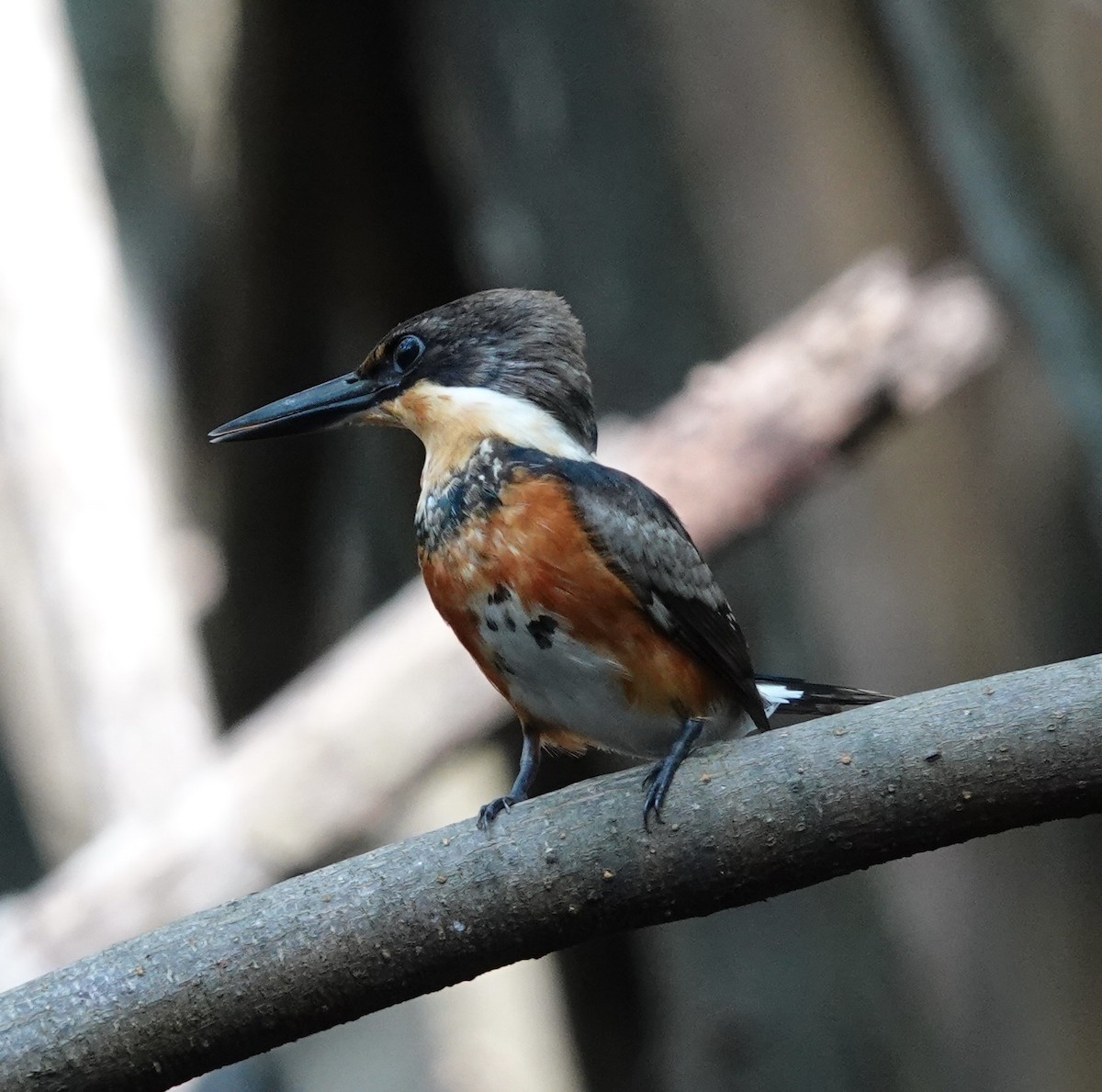 American Pygmy Kingfisher - ML646721015