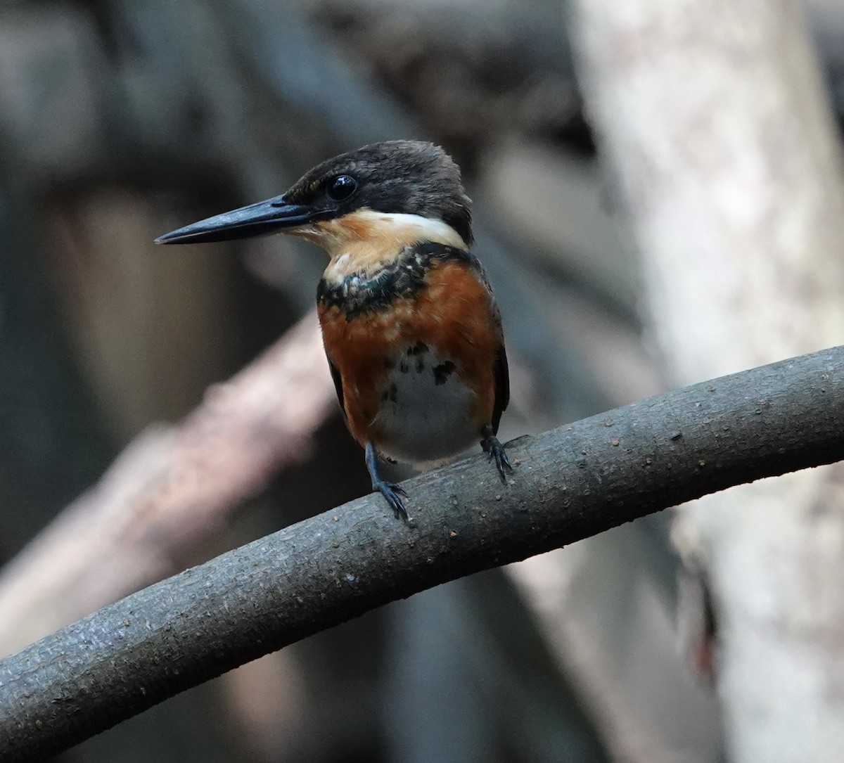 American Pygmy Kingfisher - ML646721016