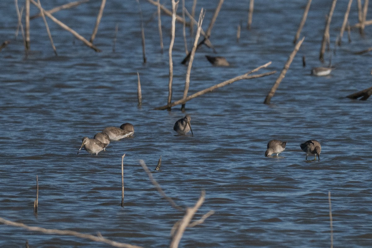 Неголь довгодзьобий - ML646721017