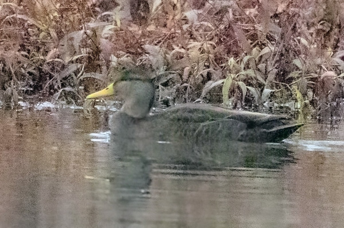 American Black Duck - ML646721018